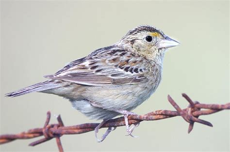 Grasshopper Sparrow Habitat & Management Information - LandPKS