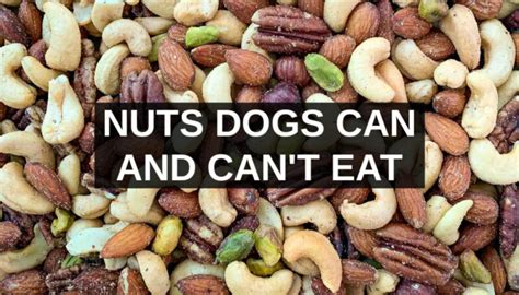 Nuts Dogs Can Eat And Nuts Harmful To Dogs Spoiled Hounds