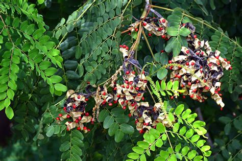 Adenanthera Pavonina Seeds Red Sandalwood Tree Serendipity Seeds