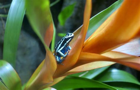 Pleasing Poison Frog Ameerega Bassleri Zoochat
