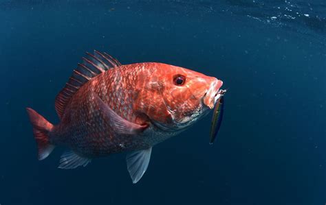 Catching Red Snapper Has Become Pretty Easy But Taking Trophies Is