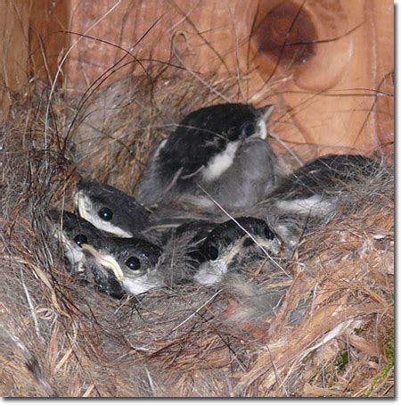 Backyard Bird Cam - Carolina Chickadee at the nest