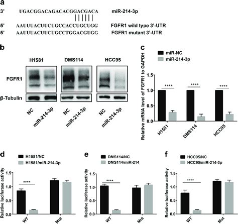 Fibroblast Growth Factor Receptor Fgfr Is A Direct Target Of