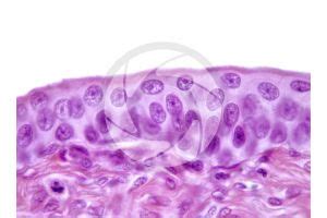 Mammal Empty Urinary Bladder Transverse Section X Mammals