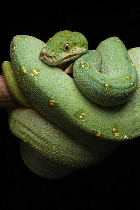 Green Tree Python Morelia Viridis Bild Kaufen 71003569 Lookphotos