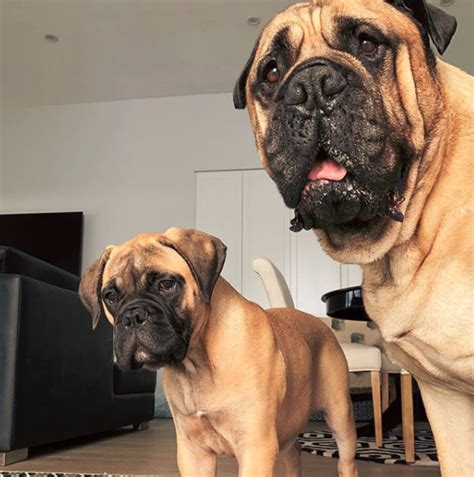 How To Train A Bullmastiff Puppy Bullmastiff Dog Information Center