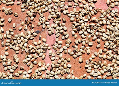 Drying Coffee Beans Stock Image - Image: 24268471