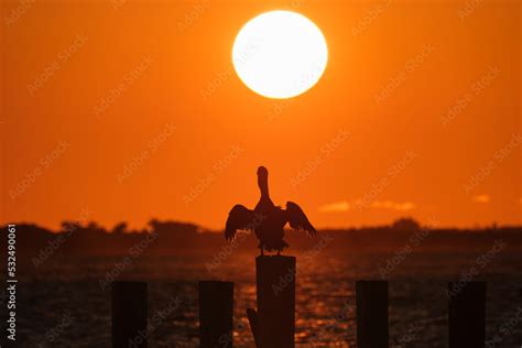 Silhuette Of Lonely Pelican Bird With Spread Wings On Top Wooden Fence