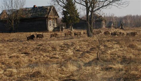 Chernobyl: Accidental Wildlife Sanctuary | priscillawoolworth.com