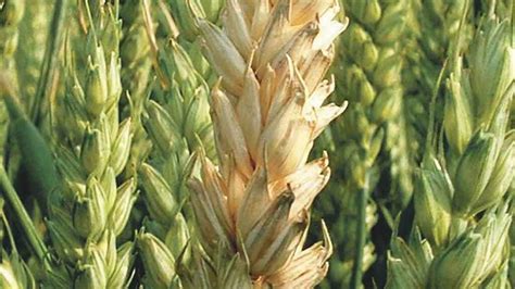 Fusarium Head Blight Cropserve