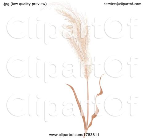 Pampas Grass By Vector Tradition Sm 1783811