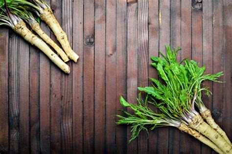 Horseradish Natures Next Big Antibiotic