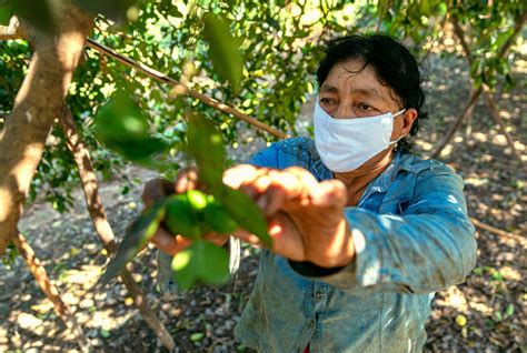 Agrobanco otorga más de S 257 millones en créditos a 23 mil mujeres