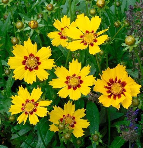 Free Coreopsis Lanceolata Sterntaler Coreopsis Images Pixabay