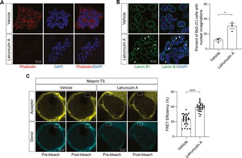 Frontiers Pathogenic Tau Decreases Nuclear Tension In Cultured Neurons