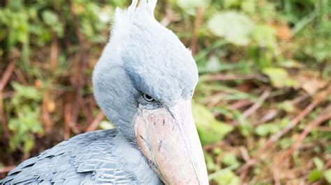 ハシビロコウの寿命や特徴をご紹介。動かない鳥は絶滅危惧種！