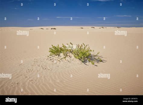 Sand Dunes At Praia Da Carrapateira Stock Photo Alamy