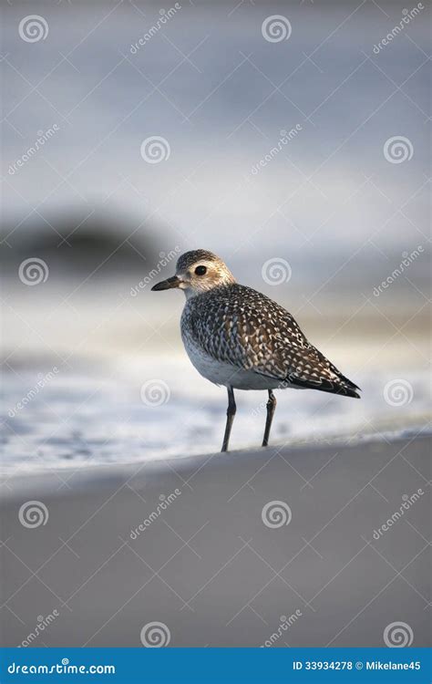 Grey Plover Pluvialis Squatarola Stock Photo Image Of Nature