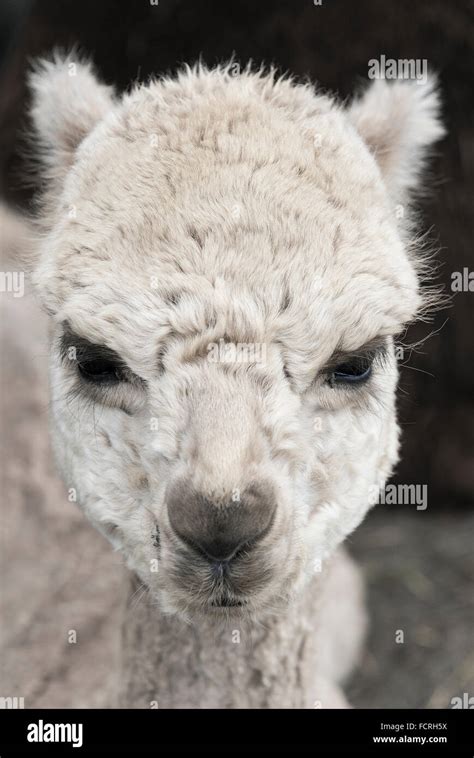 White Alpaca Face Fotografías E Imágenes De Alta Resolución Alamy