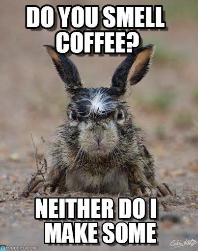 68 Best Animal Coffee memes images in 2020 | Coffee humor, Coffee ...