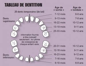 La Dent Structure Et R Le Dr Christophe Chartier