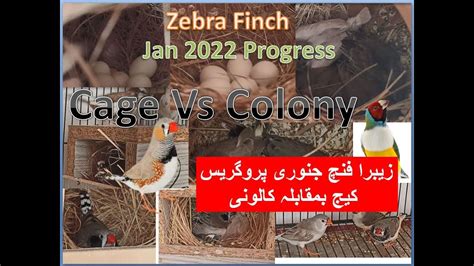 Zebra Finch January Progress Cage Vs Colony Finches Finch