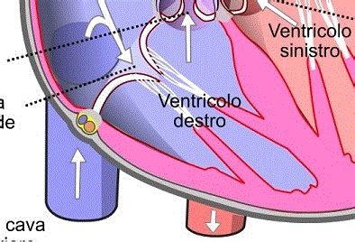 Atrio E Ventricolo Anatomia Cardiaca E Conformazione Interna Del Cuore