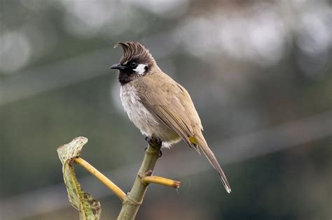 Bulbul Bird Animal Free Photo On Pixabay Pixabay