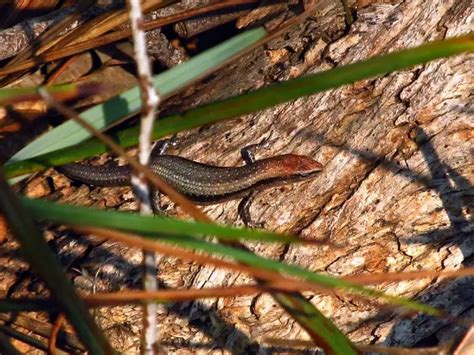 Common Garden Skink Facts Diet Habitat And Pictures On Animaliabio
