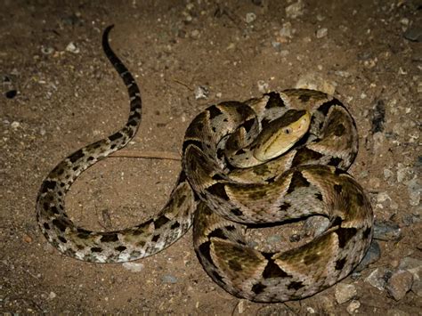 Estas Son Las Cinco Serpientes M S Venenosas Que Habitan En Yucat N