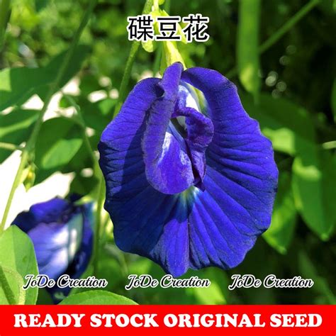 Benih Bunga Telang Butterfly Pea Flower Seeds 兰花蝶豆花种子 30 seeds