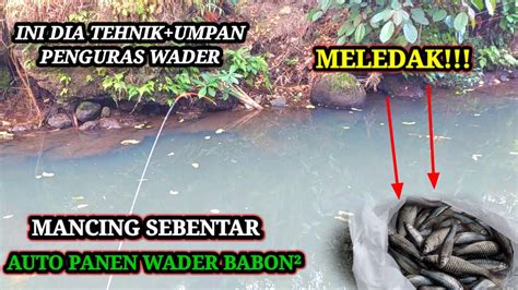 Meledak Mancing Wader Babon Di Sungai Jernih Strek Tanpa Jeda Pake