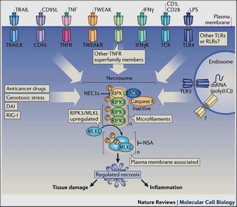 Figure From Defining The Mechanism Of Methuosis A Non Apoptotic Cell