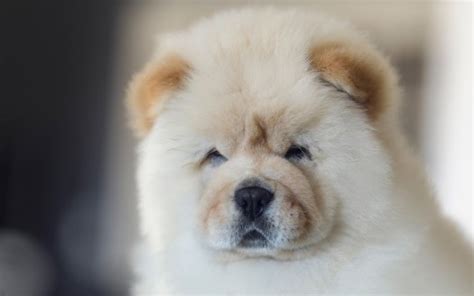 White Chow Chow Puppy Dog HD Dog Wallpapers | HD Wallpapers | ID #68612