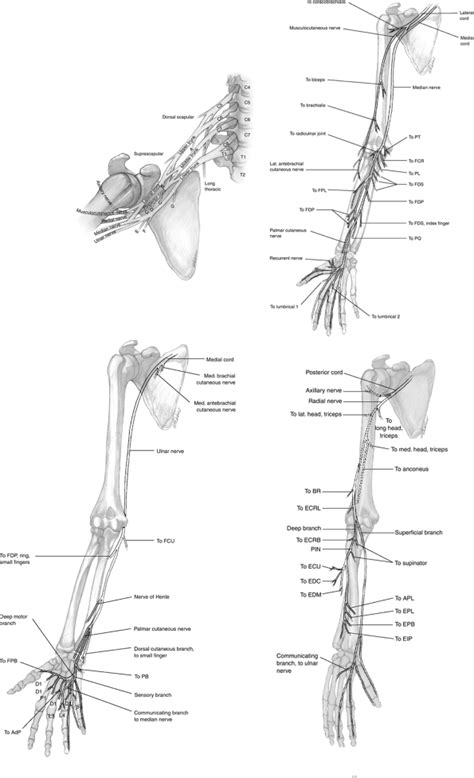 Schmorl Nodes Teachme Orthopedics