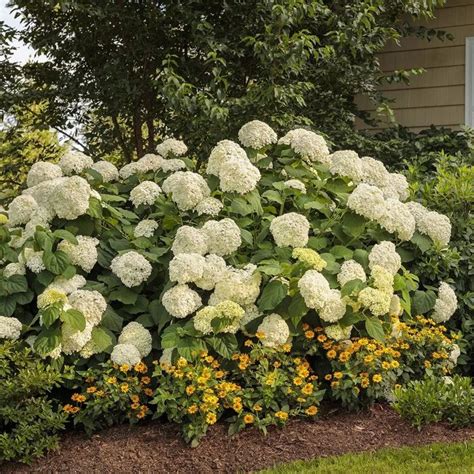 Fairytrail Bride™ Cascade Hydrangea My Proven Winners Colorchoices Smooth Hydrangea