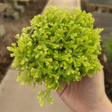 Fern Selaginella Club Moss Gold Opt Tri State Foliage In House