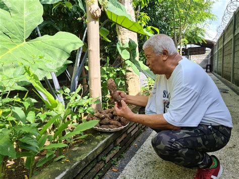 Antisipasi Krisis Pangan Dunia Rachmat Hidayat Galakkan Gerakan