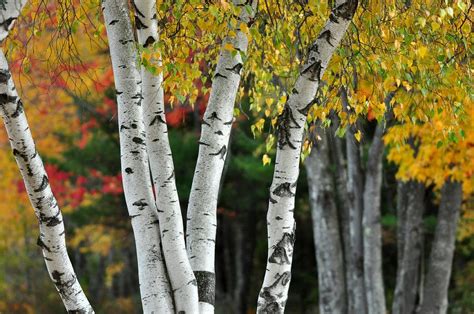 Birch Trees And Fall Colors Photograph By Jo Ann Matthews Fine Art