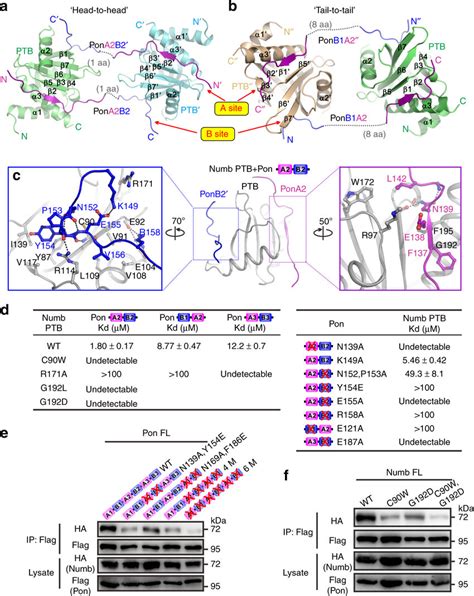 The Crystal Structures Of Numb PTB In Complex With Pon A2B2 Or Pon