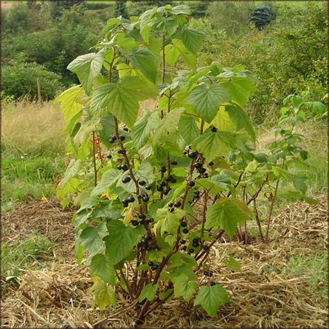 Ribes Nero Yougardener