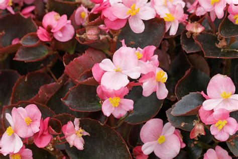 Eisbegonie Begonia Semperflorens