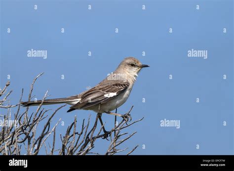 Oiseau moqueur du nord Banque de photographies et dimages à haute