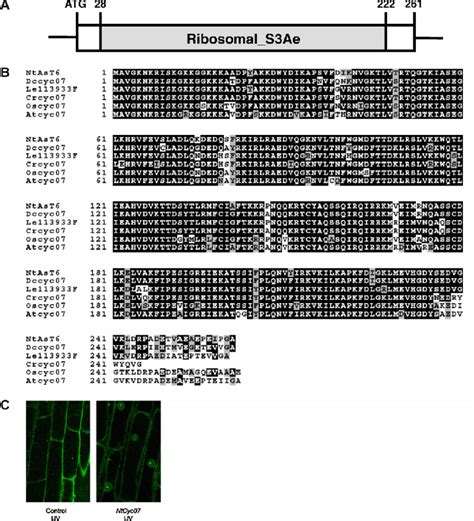 Structure Of Ntcyc07p And Comparison Of Deduced Amino Acids Sequences