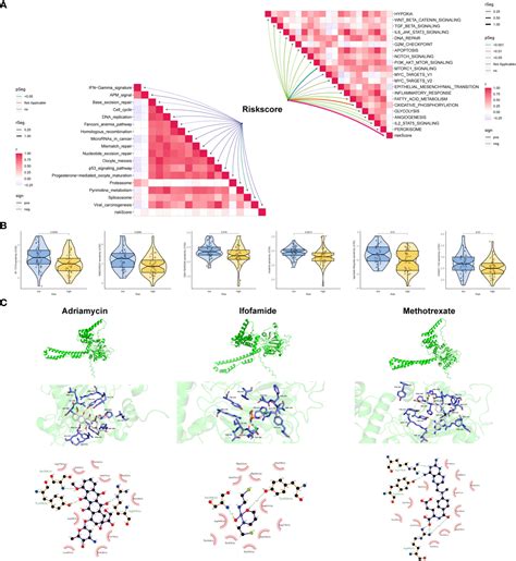 Frontiers Multi Omics Analysis Reveals Cuproptosis And Mitochondria