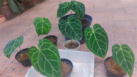 Cara Memperbanyak Anthurium Kuping Gajah Mini Green World Anthurium