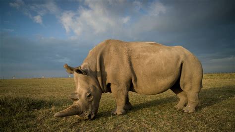 Kenya Nouvelle Op Ration Pour Sauver Le Rhinoc Ros Blanc Du Nord De L