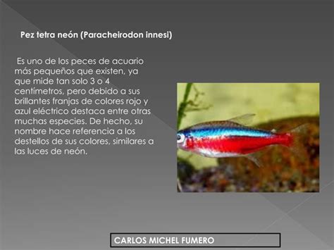 Peces De Acuario Ppt Descarga Gratuita