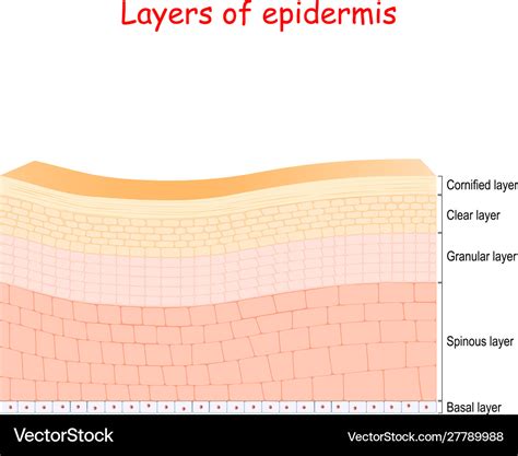 Epidermis Cell Structure Layers Royalty Free Vector Image