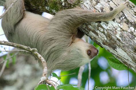 Perezoso de dos dedos Mamíferos de la Amazonia Colombiana